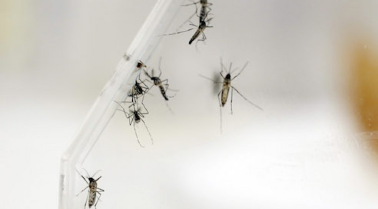 Dengue: hay aumentos de casos, pero sin ingresar aún a la temporada epidémica