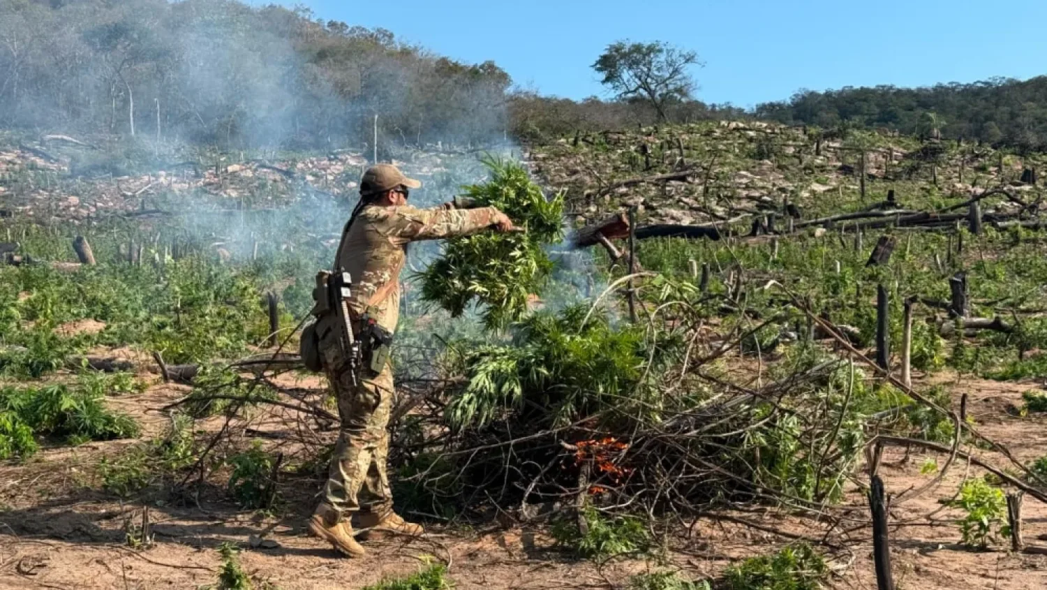 Desmantelan campamentos narcos y destruyen marihuana en Parque Nacional de Concepción