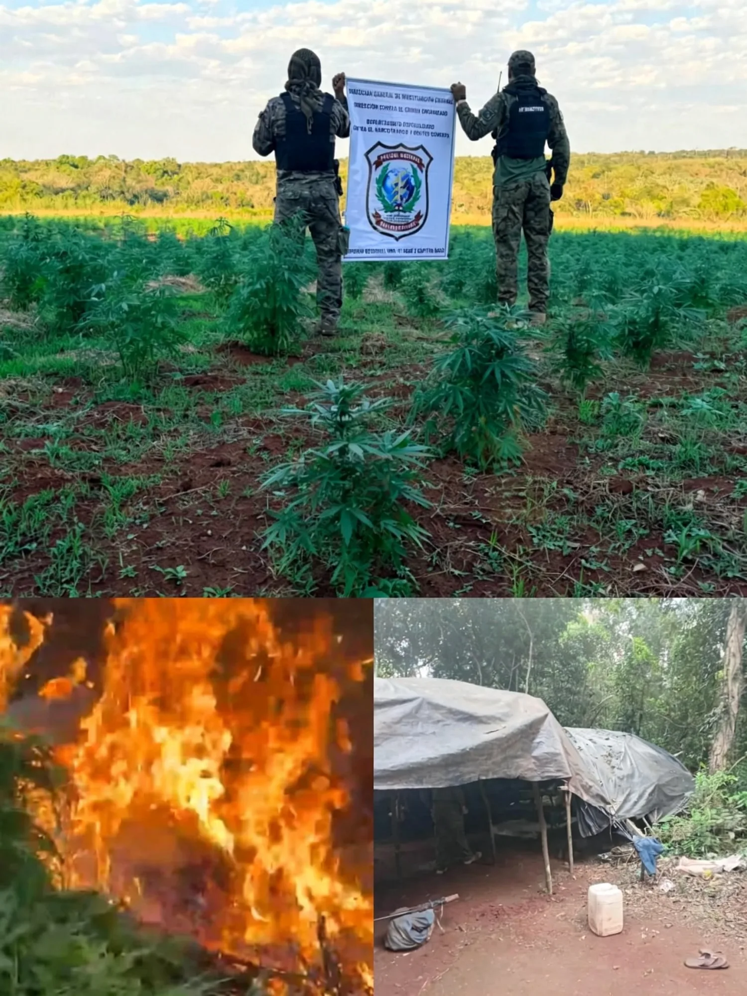 Incineran cuatro hectáreas de marihuana durante intervención en Capitán Bado
