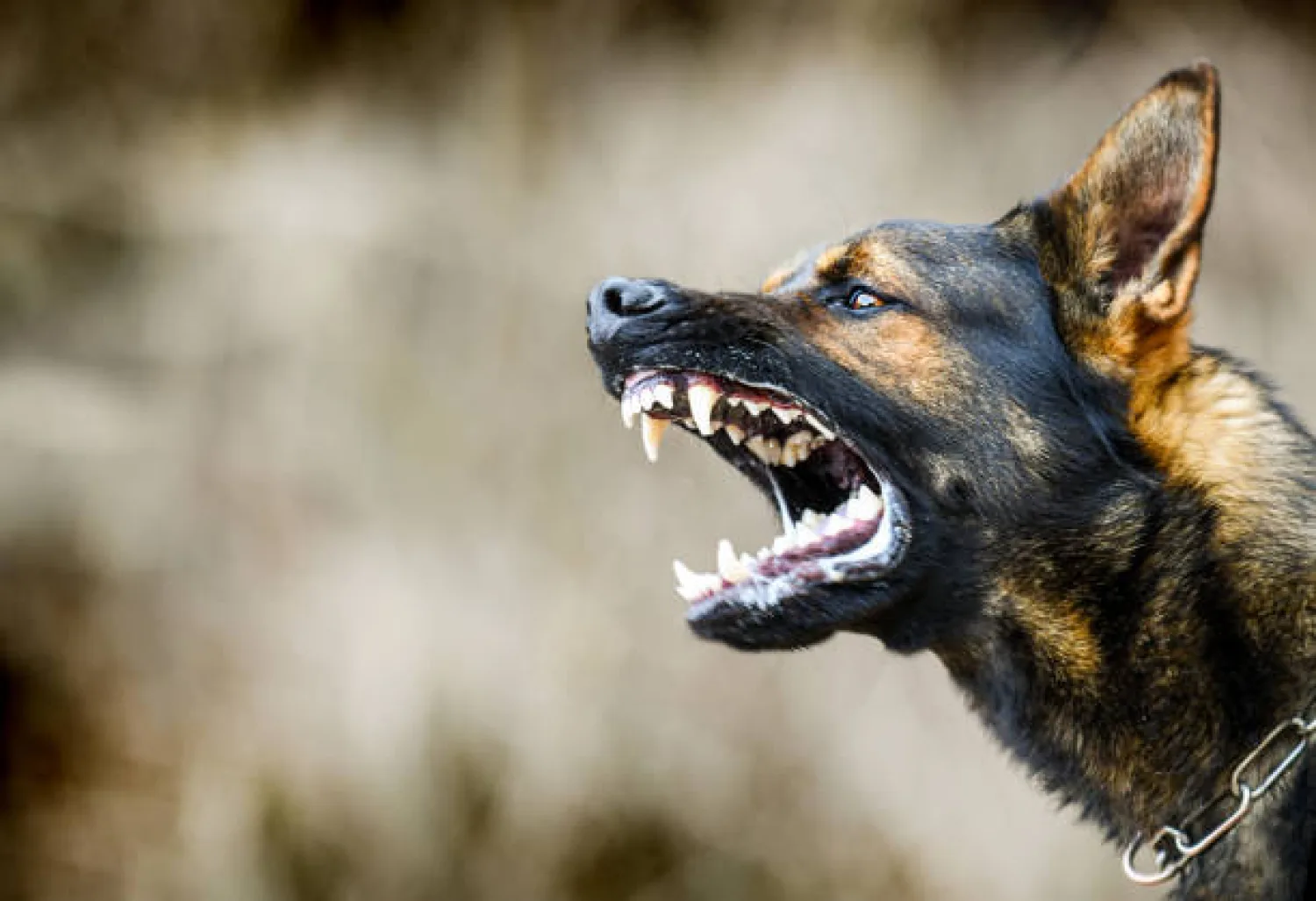 Ataque de perro deja a un niño de 4 años con profundas heridas en el rostro
