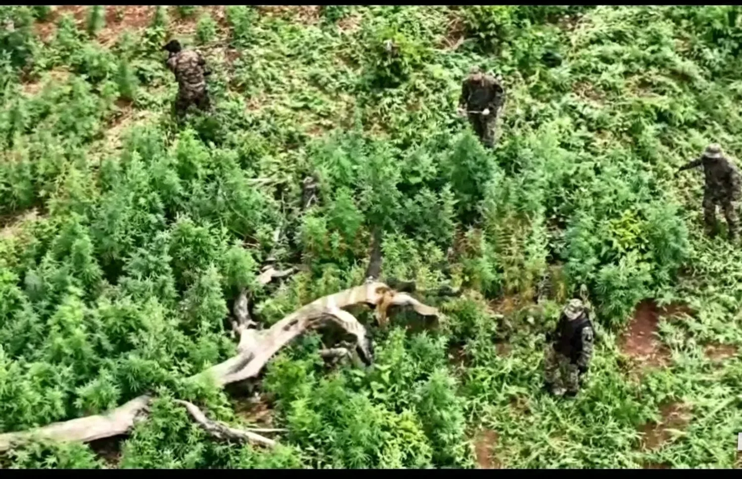 Golpe a la producción de marihuana: destruyen 15 hectáreas en Cerro Corá