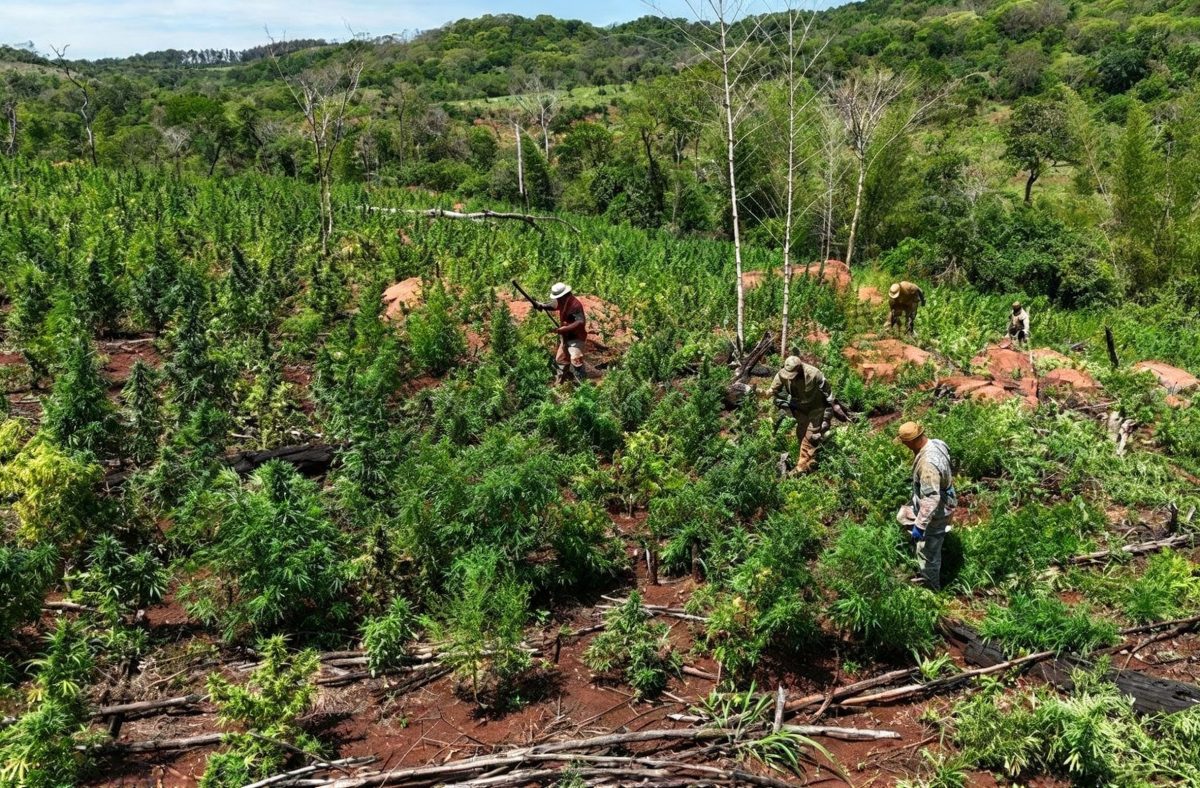 Hallan y destruyen más de 2.700 kilos de supuesta marihuana en una zona rural de Cerro Corá