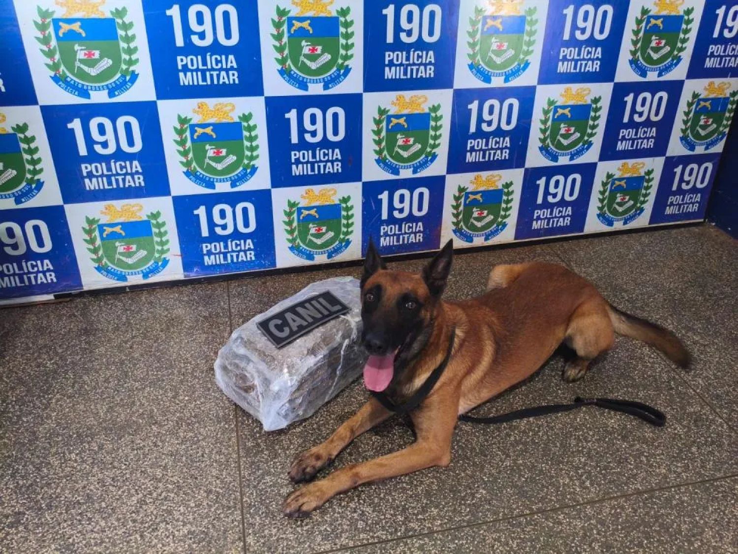 Perro policía ayuda a detener a un pequeño traficante de drogas en Ponta Porã.